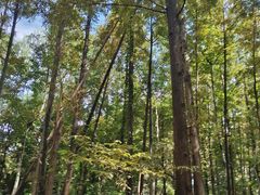 -上海共青森林公园