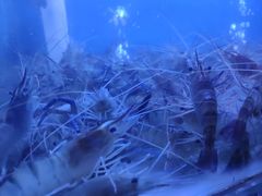 -马王堆海鲜水产市场