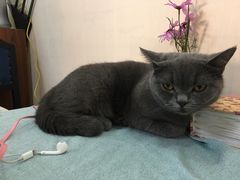-鼓捣猫呢主题猫咖店