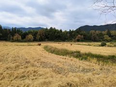 -塔川景区