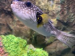 -太平洋海底世界