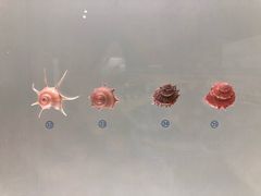 -青岛贝壳博物馆