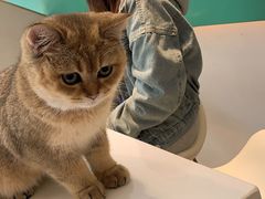 -飞行喵MR PILOT|猫舍·猫咖(静安大融城店)