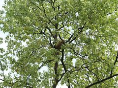 -中国大熊猫保护研究中心雅安碧峰峡基地