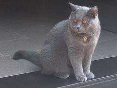 -BreadTalk面包新语·烘焙蛋糕(海珠丽影广场店)