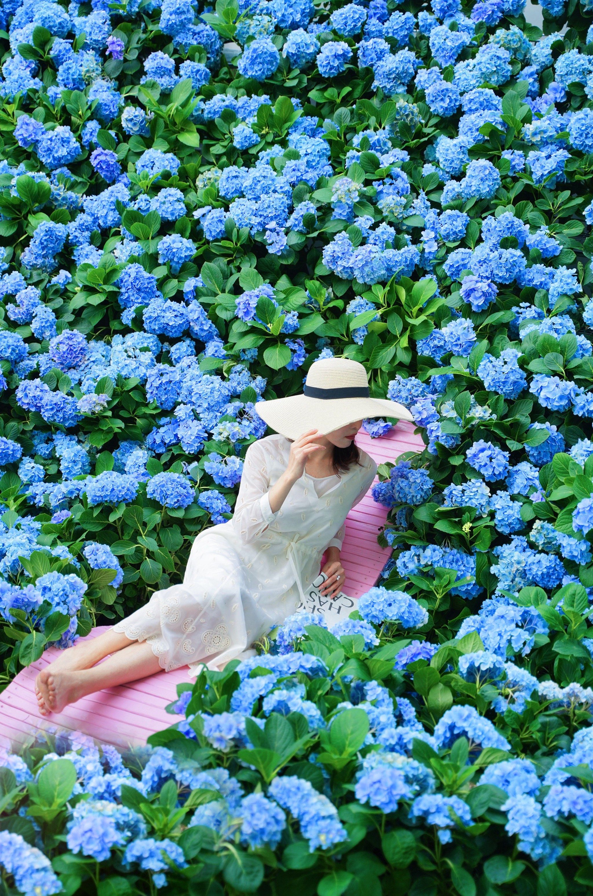 大观园这么美的绣球花
不会还没有人来拍吧
	
🔖拍照tips