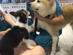 -创凡宠物医院·骨专科  猫科中心(西乡分院)