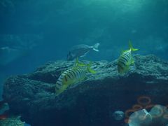 -迪拜水族馆及水下动物园