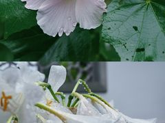 -杭州植物园