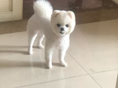 -1013 PET SHOP 宠物商店(近铁城市广场店)