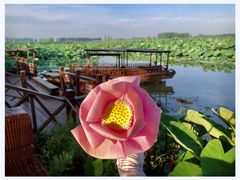 -池杉湖湿地公园