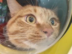 -瑞派动物医院·猫专科·至诚(江南中分院)