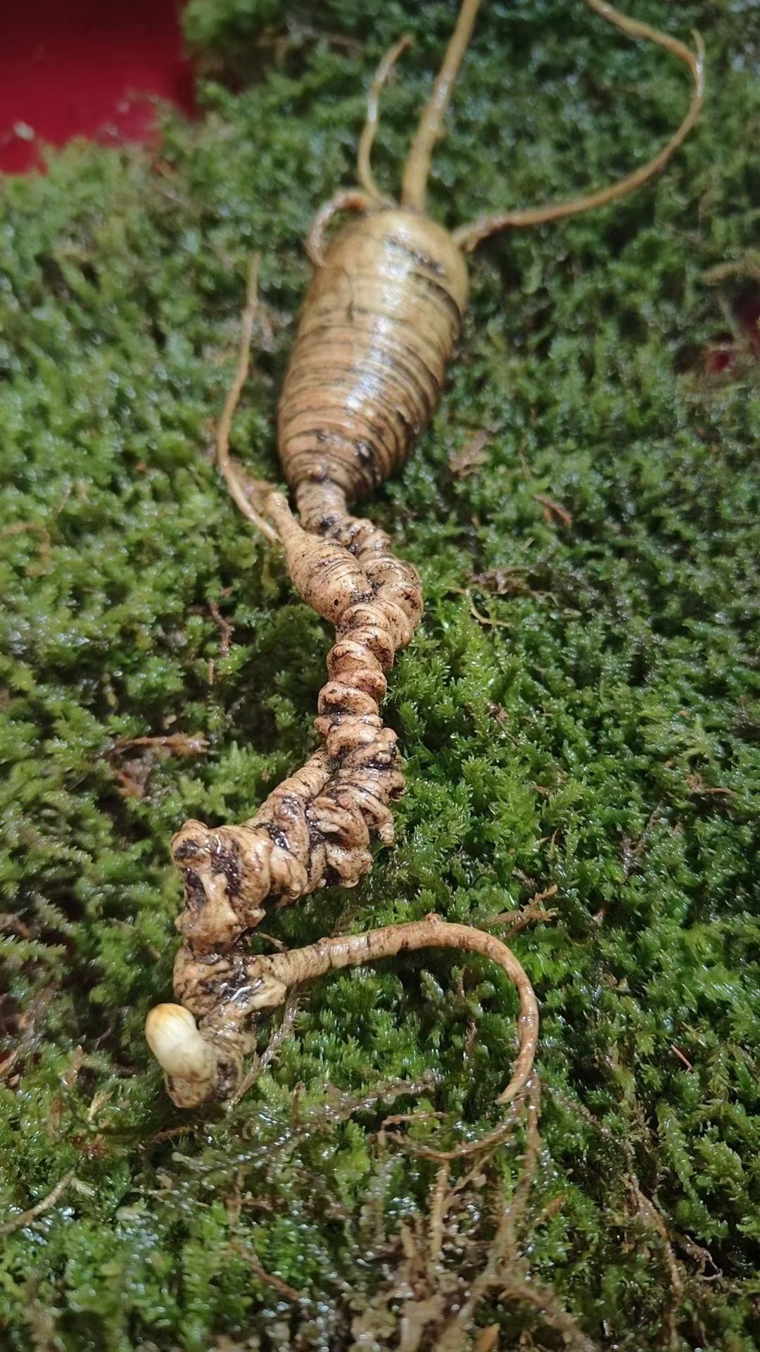 长白山,百年野山参