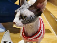 -啵啵喵·猫咖(攀华国际店)