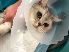 -纳吉亚猫专科动物医院博雅分院