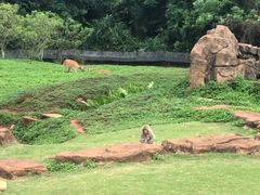 -海南热带野生动植物园