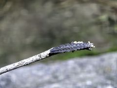 -火炉山森林公园