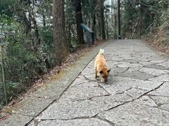 -天目山大树王景区