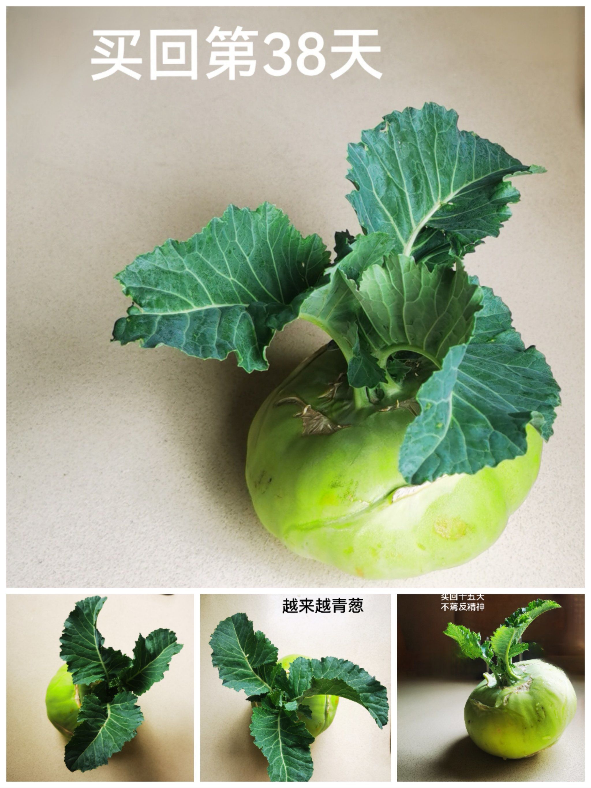 让人惊讶的芜菁