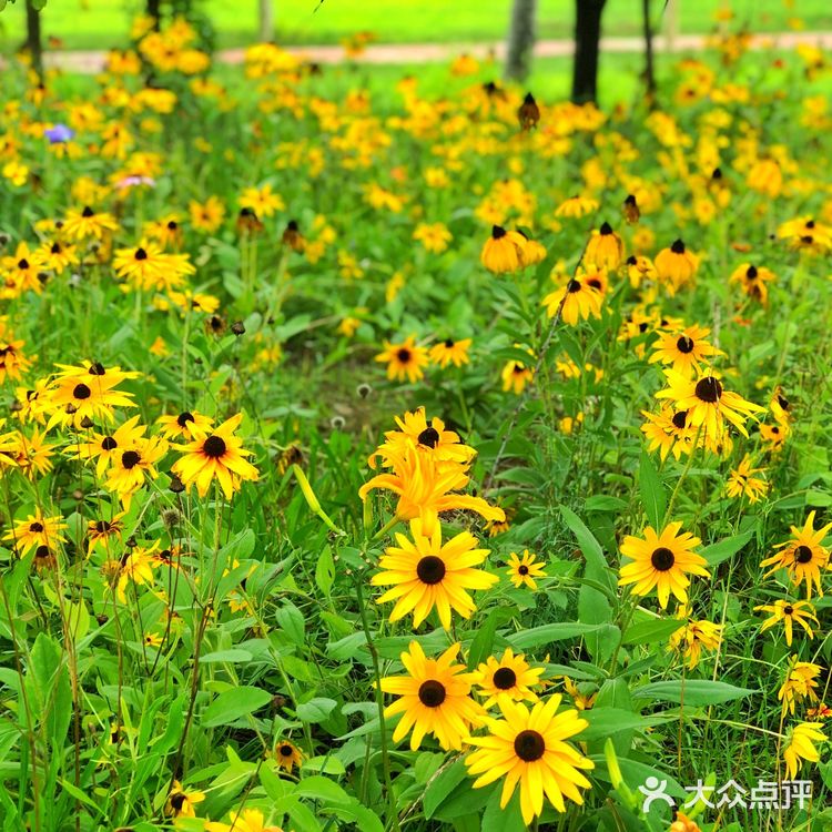 醉美聊城—九州洼月季公园