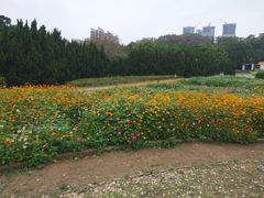 -南沙蒲洲花园