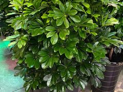 -大自然花鸟鱼虫市场