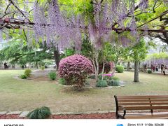 -嘉定紫藤园