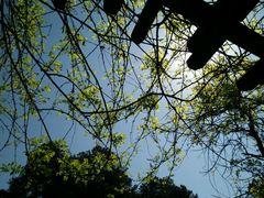 -铁山坪森林公园