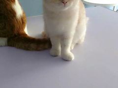 -喵的天空名猫咖啡馆·撸猫·猫舍·用品