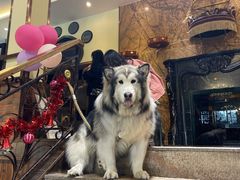 -more than meow吴止猫主题餐厅(承德 中船汇店)