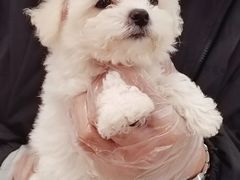 -翊宠yipet猫狗购宠庄园犬舍•猫舍