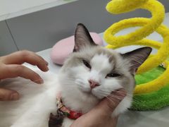 -糯米喵星人·撸猫猫舍咖啡馆(西市场嘉华店)