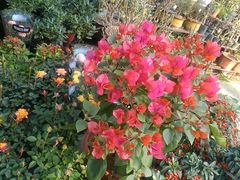 -金陵花卉交易市场