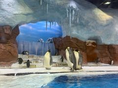 -海合安成都极地海洋公园