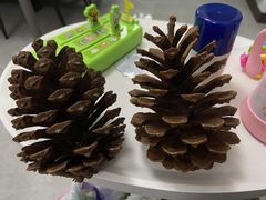 -合肥滨湖国家森林公园