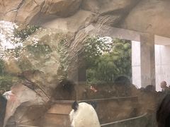 -成都动物园