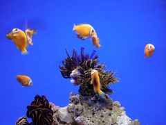 -海合安青岛极地海洋公园
