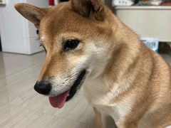 -心仪动物医院·牙专科·肿瘤·心脏科(西客站院)