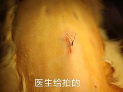 -纳吉亚猫专科动物医院(康都外科中心)