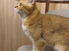 -宠颐生宠物医院·心肾内科·猫专科诊疗中心宠巢店