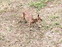 -北京麋鹿生态实验中心