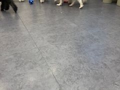 -有喵·猫咖·狗咖·30几只猫10只小狗(岗厦店)