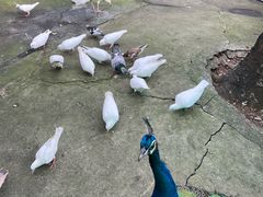 -史努比缤纷世界