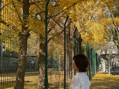 -三里屯东五街银杏大道