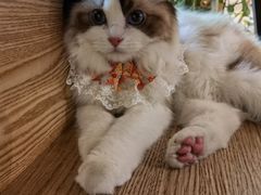 -iF摄影•全家福•证件照•形象照(南山店)