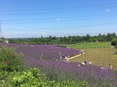 -紫颐香薰山谷景区