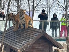 -横道河子东北虎林园