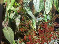 -自由生长植物工作室(深港花卉中心店)