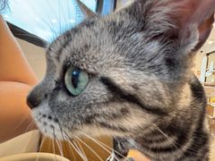 -有喵·猫咖·狗咖·30几只猫10只小狗(岗厦店)