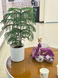 -紫洁俪方（北京）医疗美容